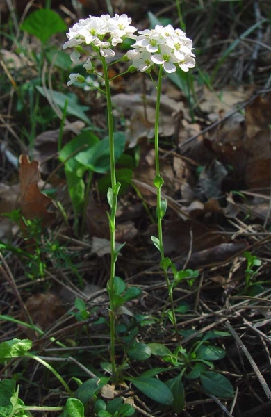 Pflanzenbild gross Berg-Täschelkraut - Thlaspi montanum