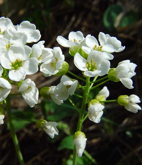 Pflanzenbild gross Berg-Täschelkraut - Thlaspi montanum