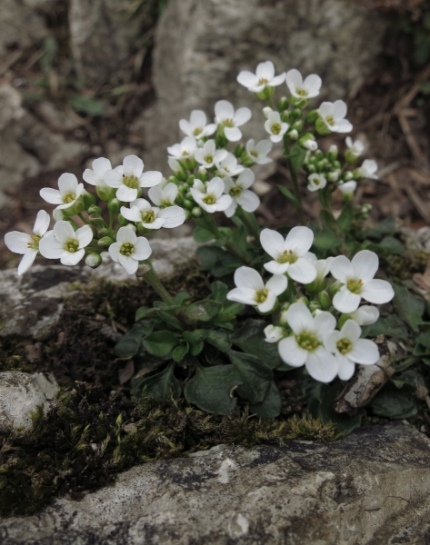 Pflanzenbild gross Berg-Täschelkraut - Thlaspi montanum