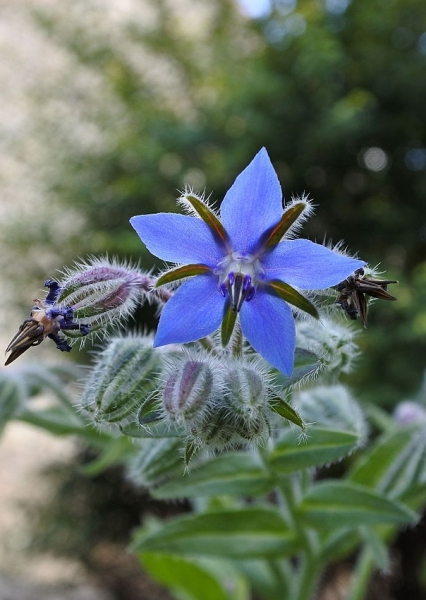 Pflanzenbild gross Borretsch - Borago officinalis