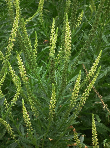 Pflanzenbild gross Färber-Reseda - Reseda luteola