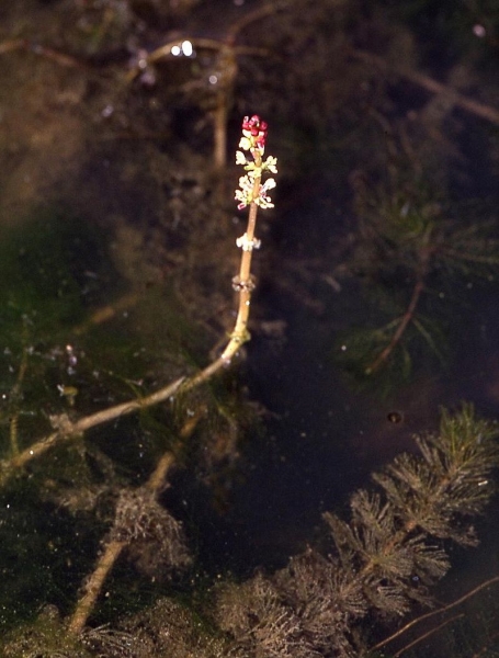 Pflanzenbild gross Ähriges Tausendblatt - Myriophyllum spicatum