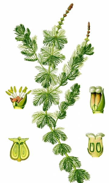 Pflanzenbild gross Ähriges Tausendblatt - Myriophyllum spicatum