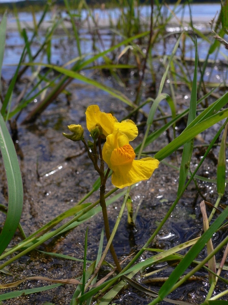 Pflanzenbild gross Südlicher Wasserschlauch - Utricularia australis