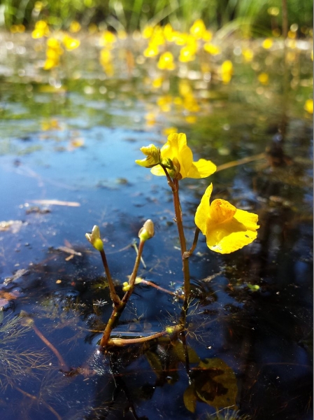 Pflanzenbild gross Südlicher Wasserschlauch - Utricularia australis