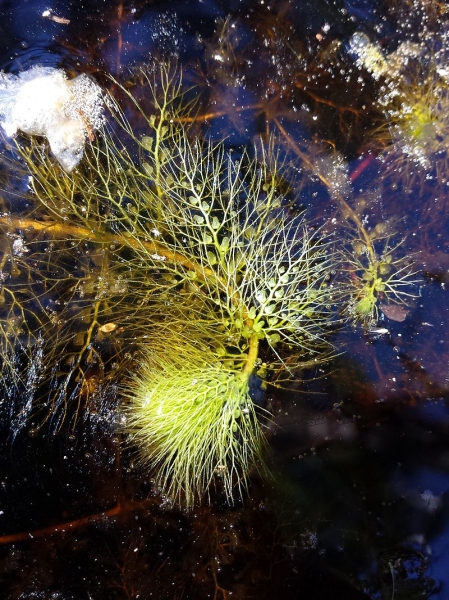 Pflanzenbild gross Südlicher Wasserschlauch - Utricularia australis