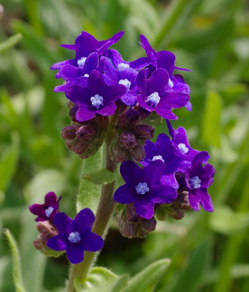 Pflanzenbild gross Echte Ochsenzunge - Anchusa officinalis