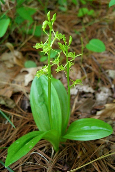 Pflanzenbild gross Zwiebelorchis - Liparis loeselii