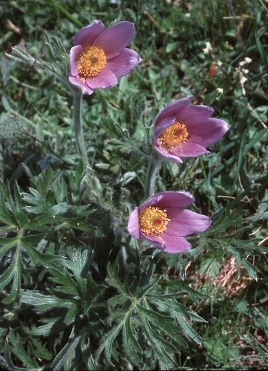 Pflanzenbild gross Hallers Anemone - Pulsatilla halleri