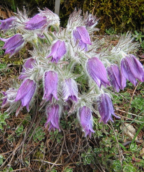 Pflanzenbild gross Hallers Anemone - Pulsatilla halleri