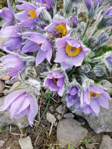 Pflanzenbild gross Hallers Anemone - Pulsatilla halleri