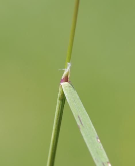 Pflanzenbild gross Alpen-Straussgras - Agrostis alpina