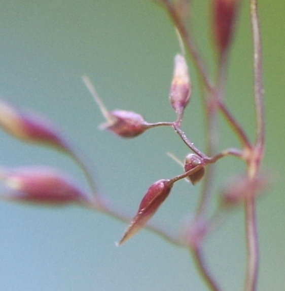 Pflanzenbild gross Felsen-Straussgras - Agrostis rupestris