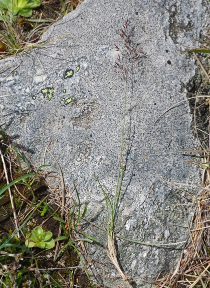 Pflanzenbild gross Felsen-Straussgras - Agrostis rupestris
