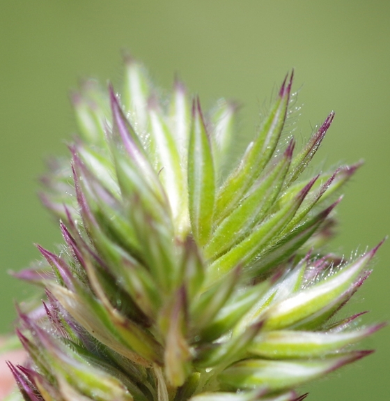 Pflanzenbild gross Behaartes Lieschgras - Phleum hirsutum