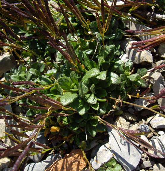 Pflanzenbild gross Zwerg-Gänsekresse - Arabis bellidifolia
