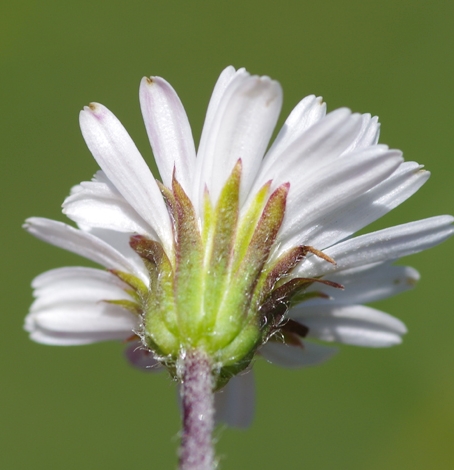 Pflanzenbild gross Alpenmasslieb - Aster bellidiastrum