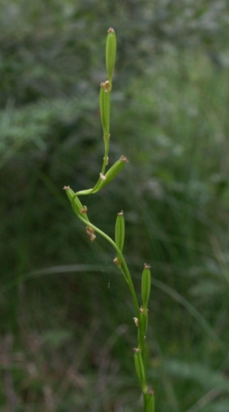 Pflanzenbild gross Sumpf-Dreizack - Triglochin palustris