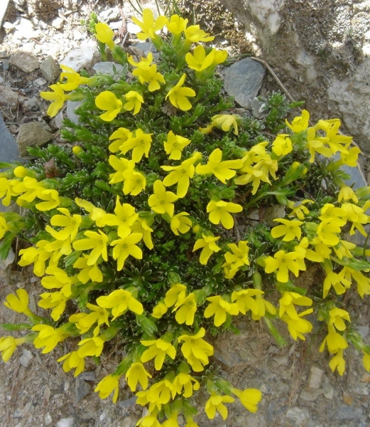 Pflanzenbild gross Goldprimel - Androsace vitaliana