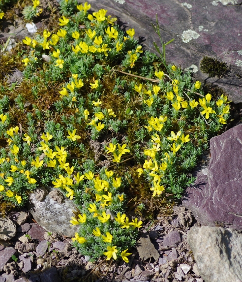 Pflanzenbild gross Goldprimel - Androsace vitaliana