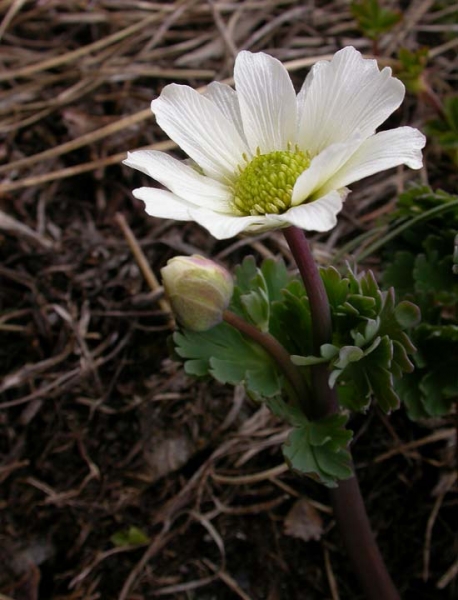 Pflanzenbild gross Rautenblättrige Schmuckblume - Callianthemum coriandrifolium