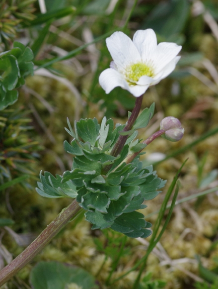 Pflanzenbild gross Rautenblättrige Schmuckblume - Callianthemum coriandrifolium
