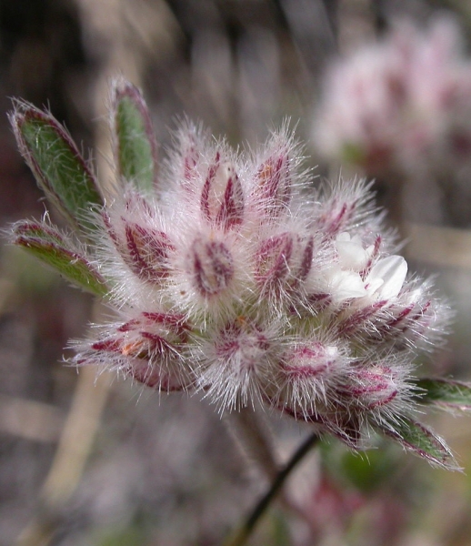 Pflanzenbild gross Stein-Klee - Trifolium saxatile