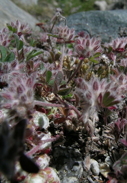 Pflanzenbild gross Stein-Klee - Trifolium saxatile
