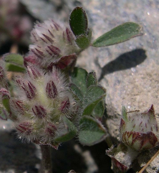 Pflanzenbild gross Stein-Klee - Trifolium saxatile