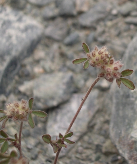 Pflanzenbild gross Stein-Klee - Trifolium saxatile
