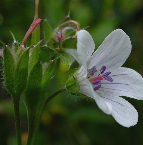 Pflanzenbild gross Blassblütiger Storchschnabel - Geranium rivulare