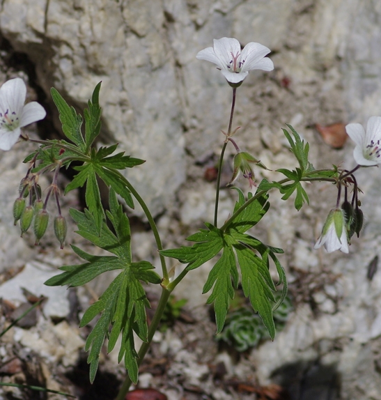 Pflanzenbild gross Blassblütiger Storchschnabel - Geranium rivulare