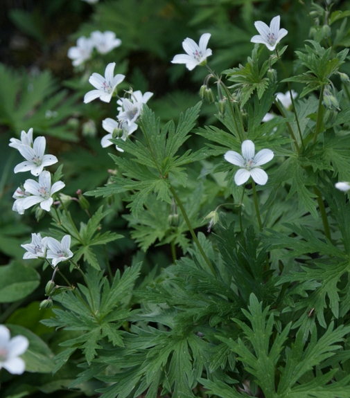 Pflanzenbild gross Blassblütiger Storchschnabel - Geranium rivulare