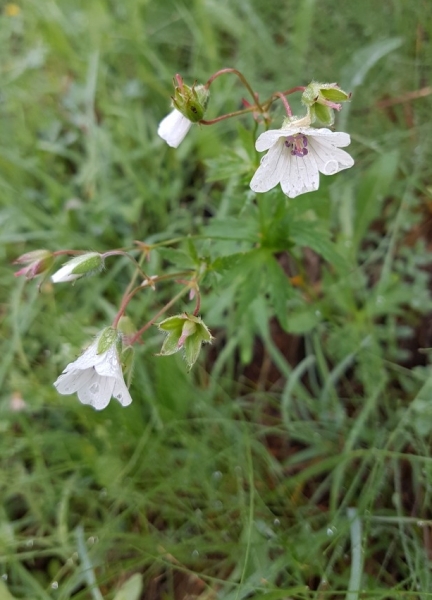 Pflanzenbild gross Blassblütiger Storchschnabel - Geranium rivulare