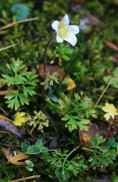 Pflanzenbild gross Monte Baldo-Windröschen - Anemone baldensis