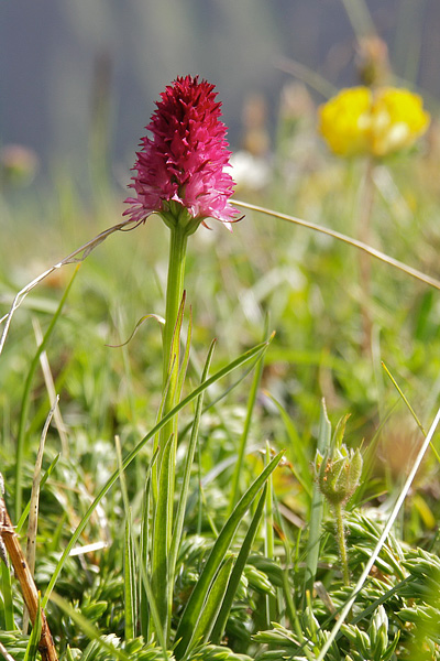 Pflanzenbild gross Rotes Männertreu - Nigritella rubra
