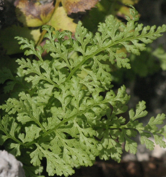 Pflanzenbild gross Alpen-Blasenfarn - Cystopteris alpina