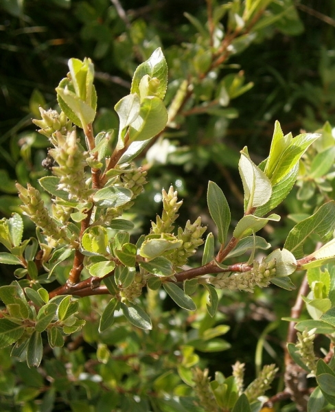 Pflanzenbild gross Stink-Weide - Salix foetida