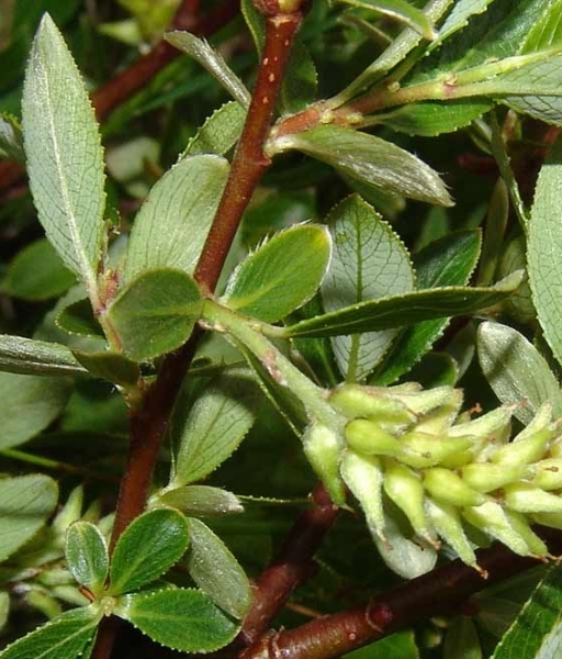 Pflanzenbild gross Stink-Weide - Salix foetida