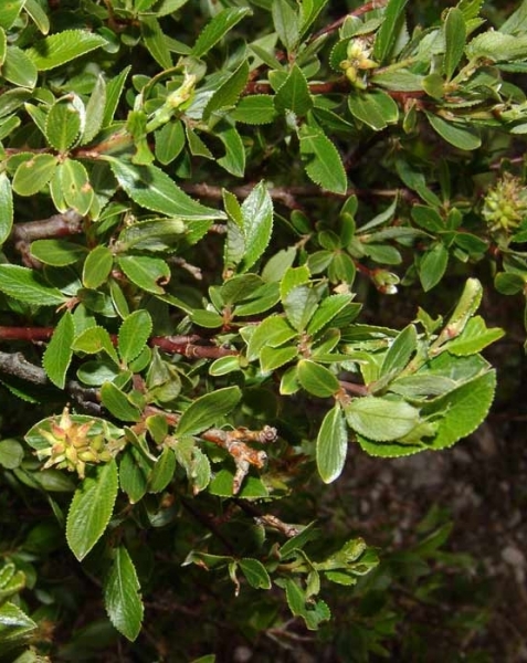 Pflanzenbild gross Stink-Weide - Salix foetida