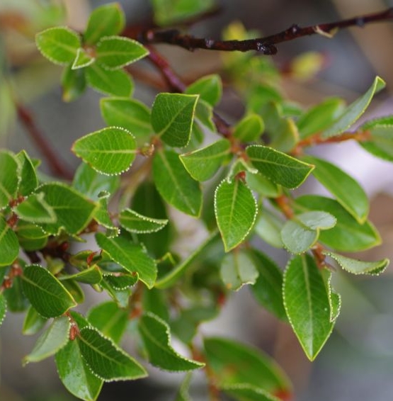 Pflanzenbild gross Stink-Weide - Salix foetida