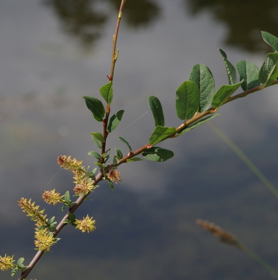 Pflanzenbild gross Stink-Weide - Salix foetida