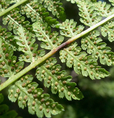 Pflanzenbild gross Gebirgs-Frauenfarn - Athyrium distentifolium