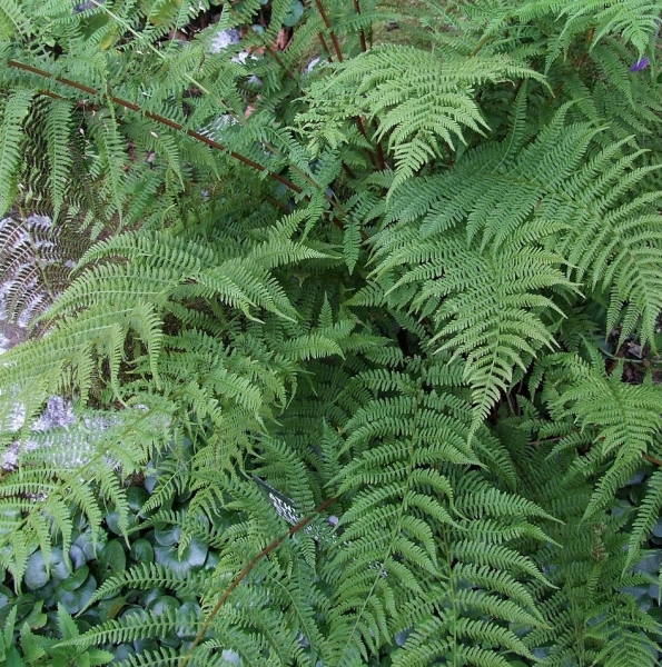 Pflanzenbild gross Gebirgs-Frauenfarn - Athyrium distentifolium