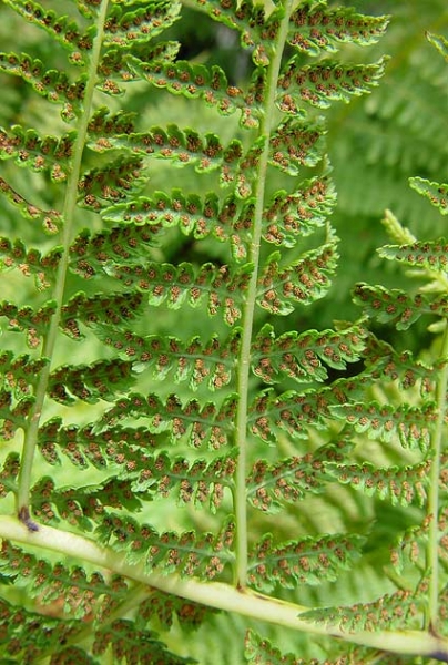 Pflanzenbild gross Gebirgs-Frauenfarn - Athyrium distentifolium