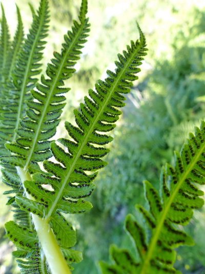 Pflanzenbild gross Bergfarn - Oreopteris limbosperma