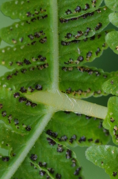 Pflanzenbild gross Bergfarn - Oreopteris limbosperma