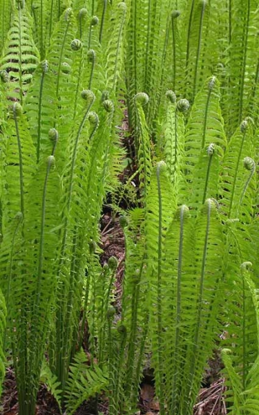 Pflanzenbild gross Straussfarn - Matteuccia struthiopteris