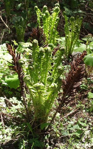 Pflanzenbild gross Straussfarn - Matteuccia struthiopteris