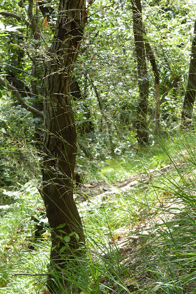 Pflanzenbild gross Rohr-Pfeifengras - Molinia arundinacea